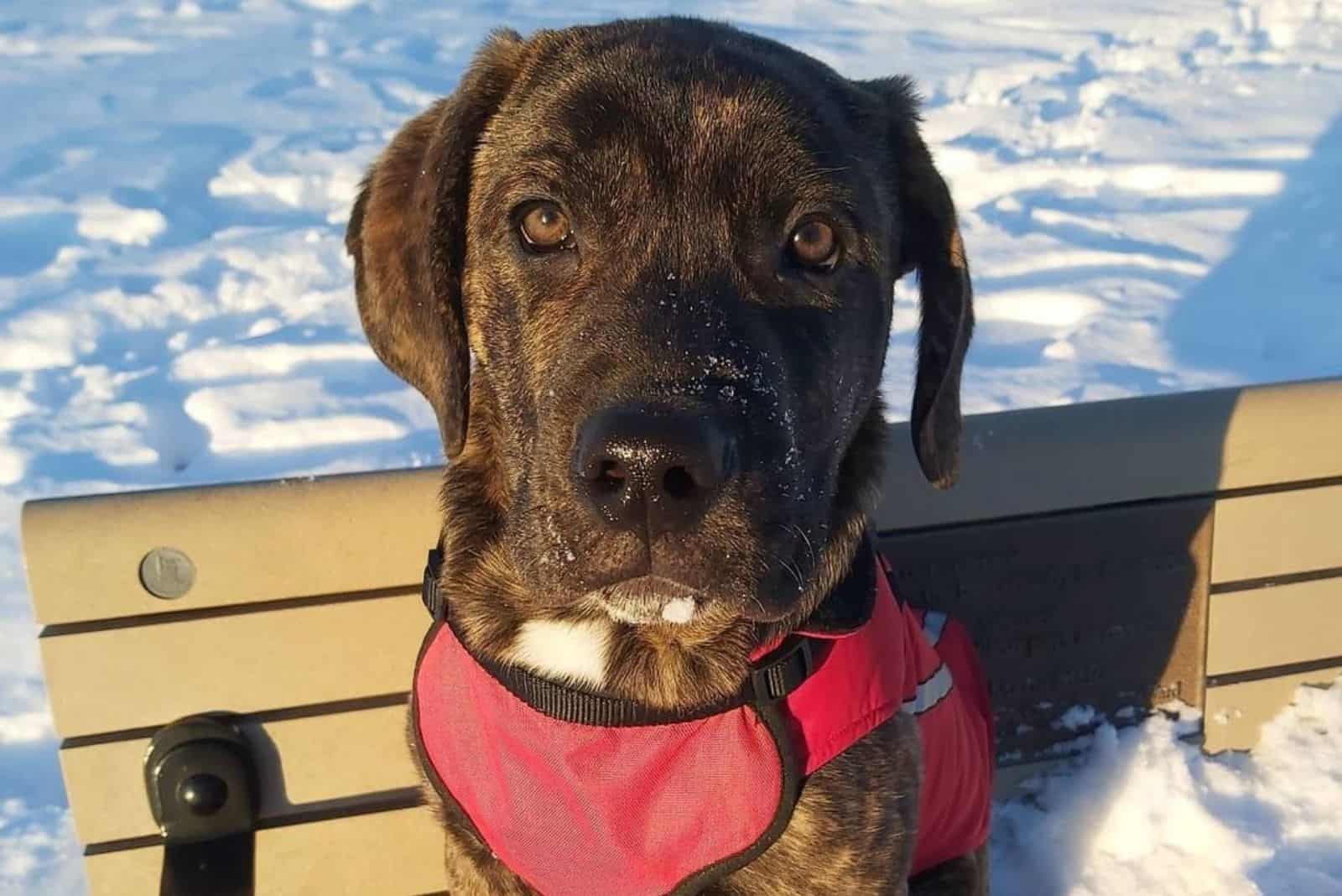 cute labrador corso on snowy weather