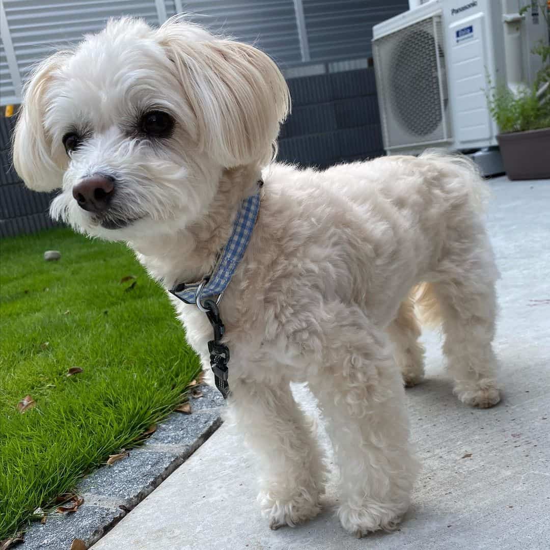 cute little Maltese puppy outdoors