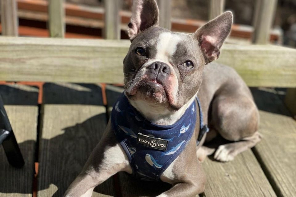 Blue Boston Terrier An American Gentleman Ready To Charm You