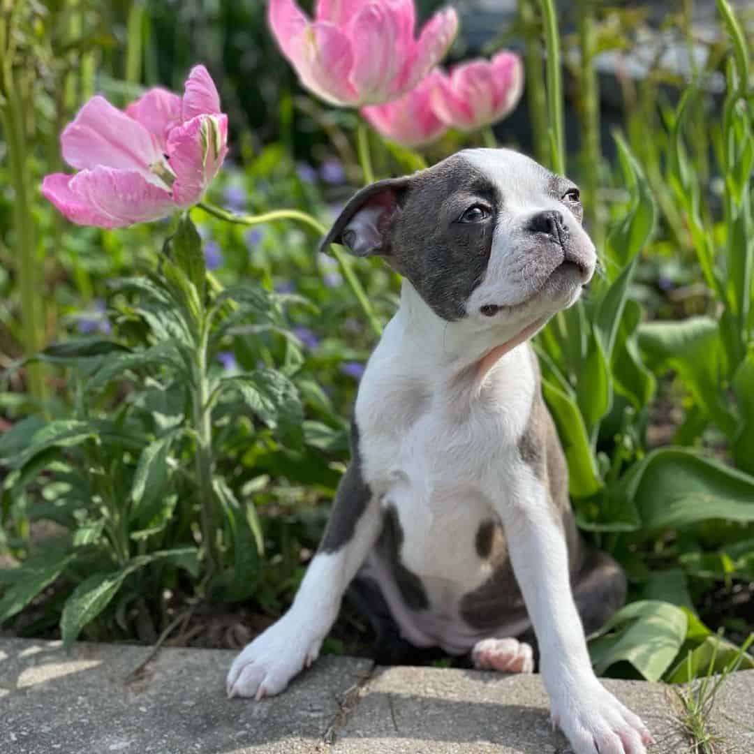 cute little blue boston terrier enjoying sunny weather