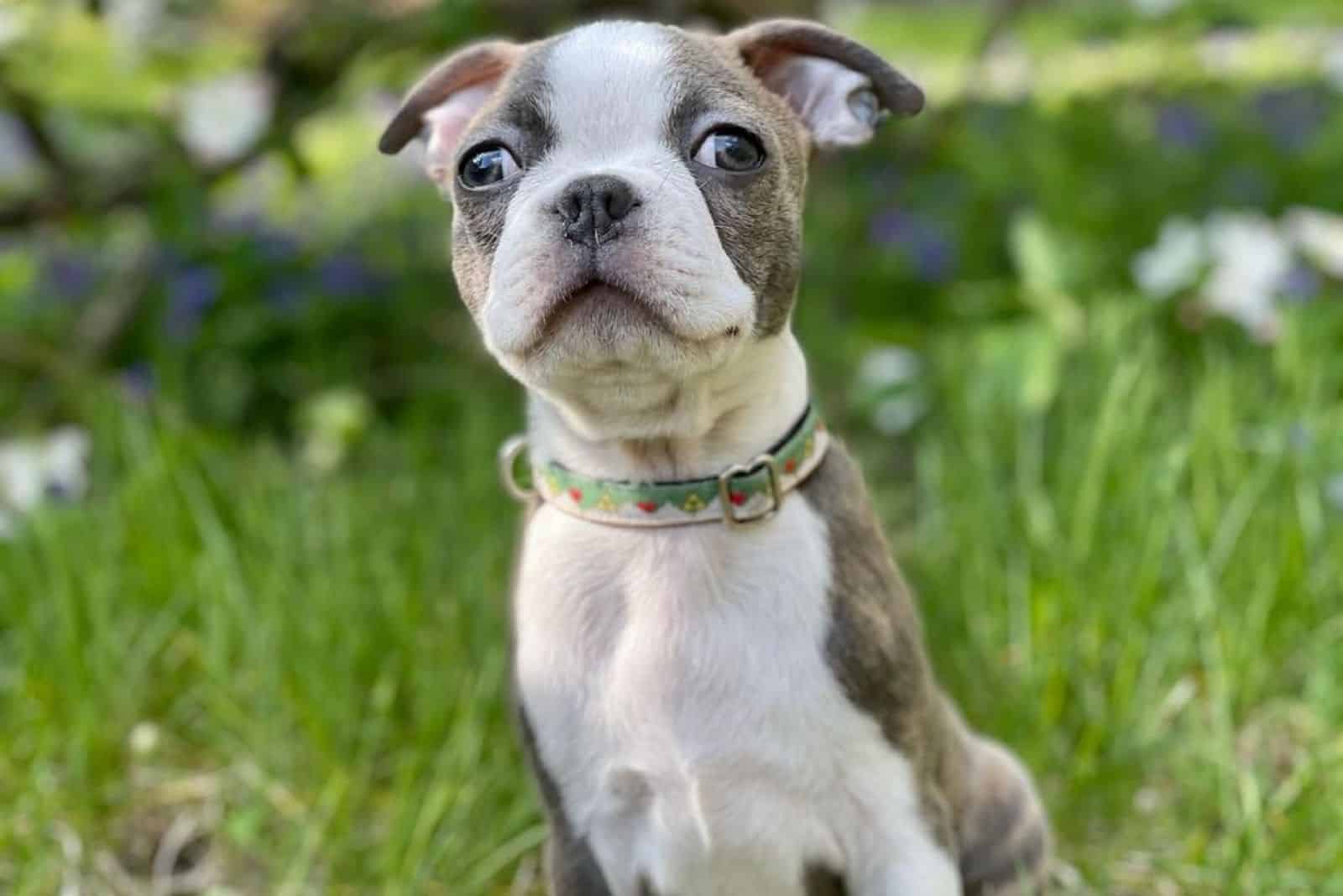 cute little blue boston terrier puppy
