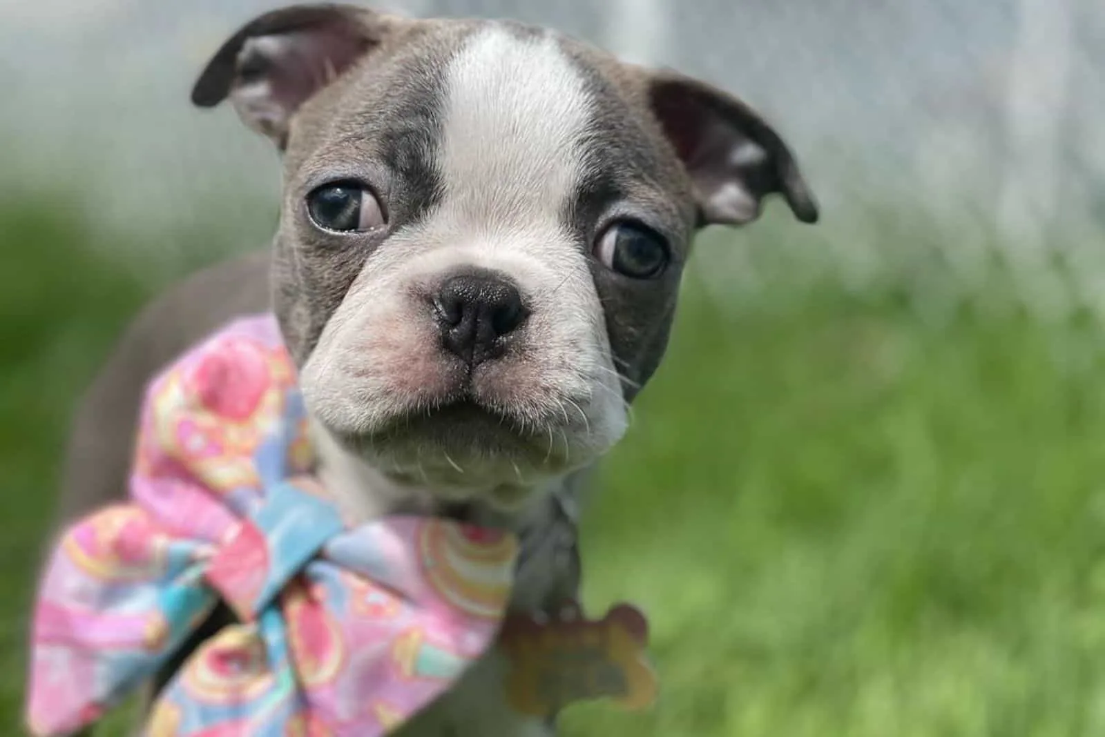 cute little blue boston terrier