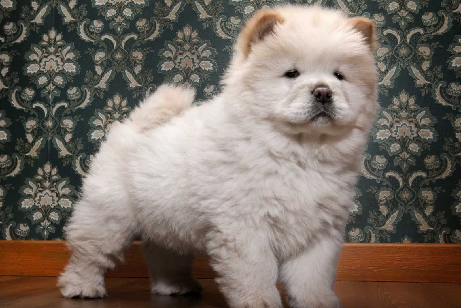 cream chow chow puppies