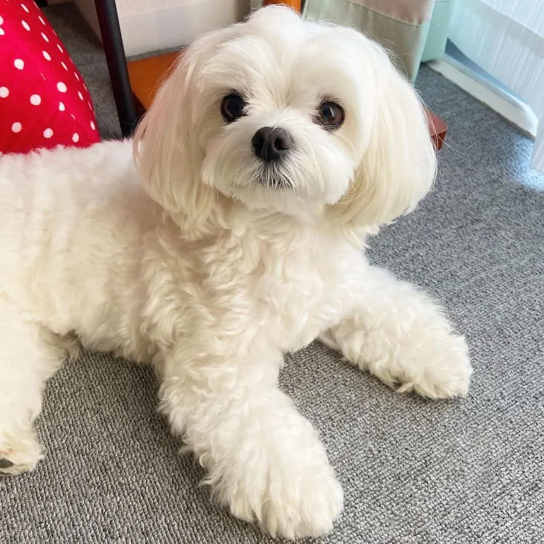 cute little white Maltese dog