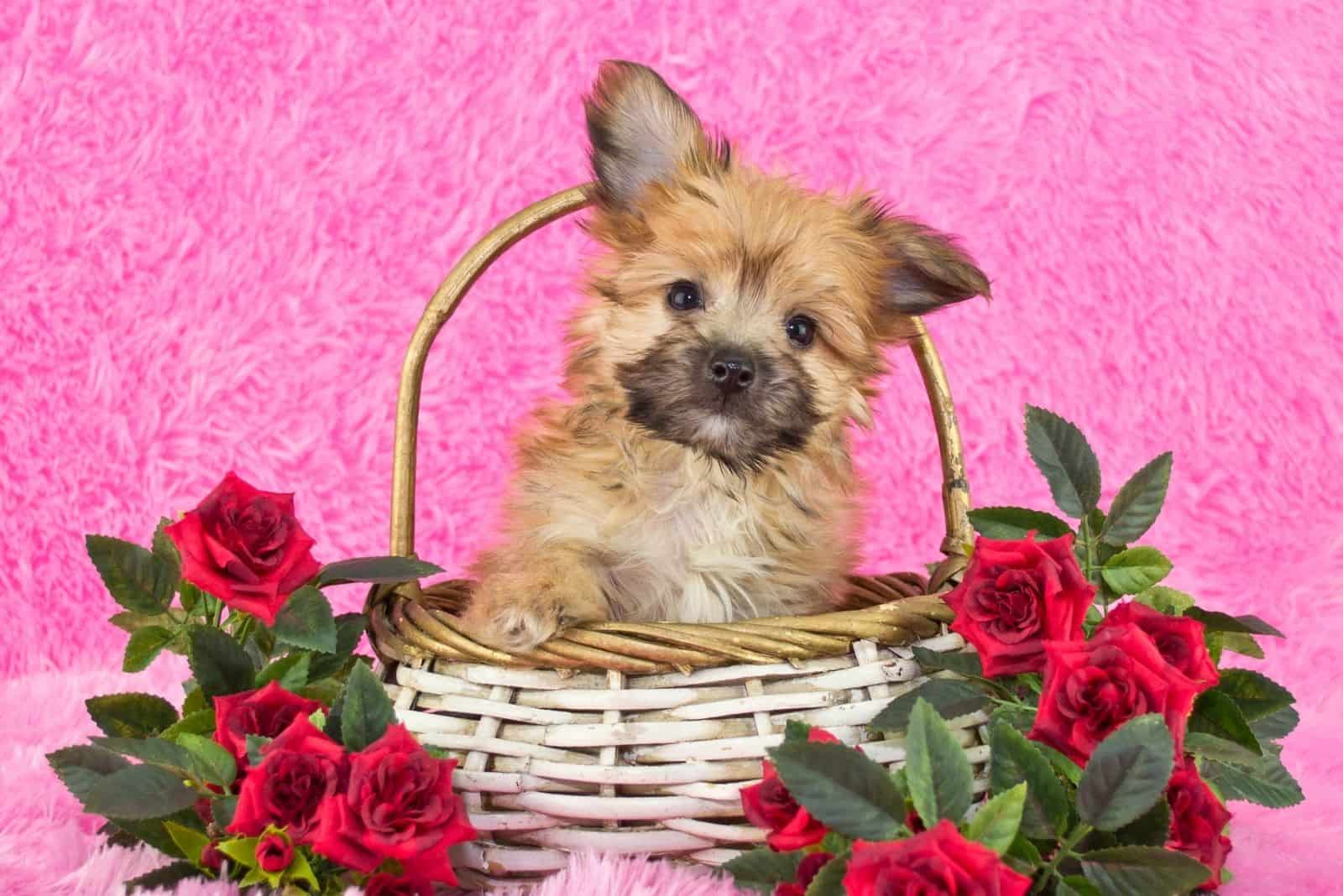 cute little yorkie poo inside a basket surrounded with flowers in pink background