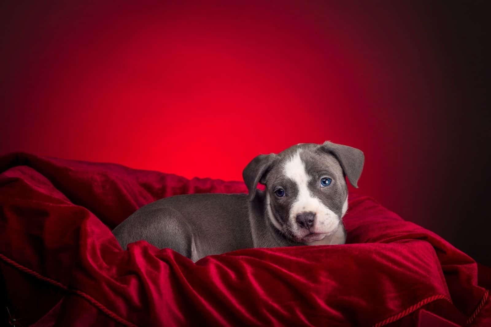 cute pitbull puppy lying down in red velvet cloth in red background