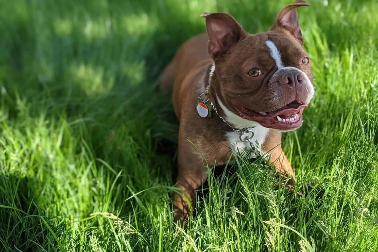 cute red boston terrier in grass