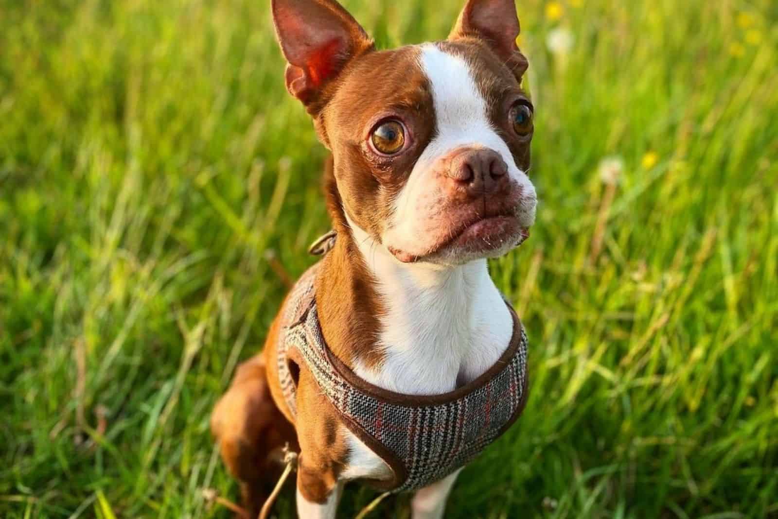 cute red boston terrier in nature