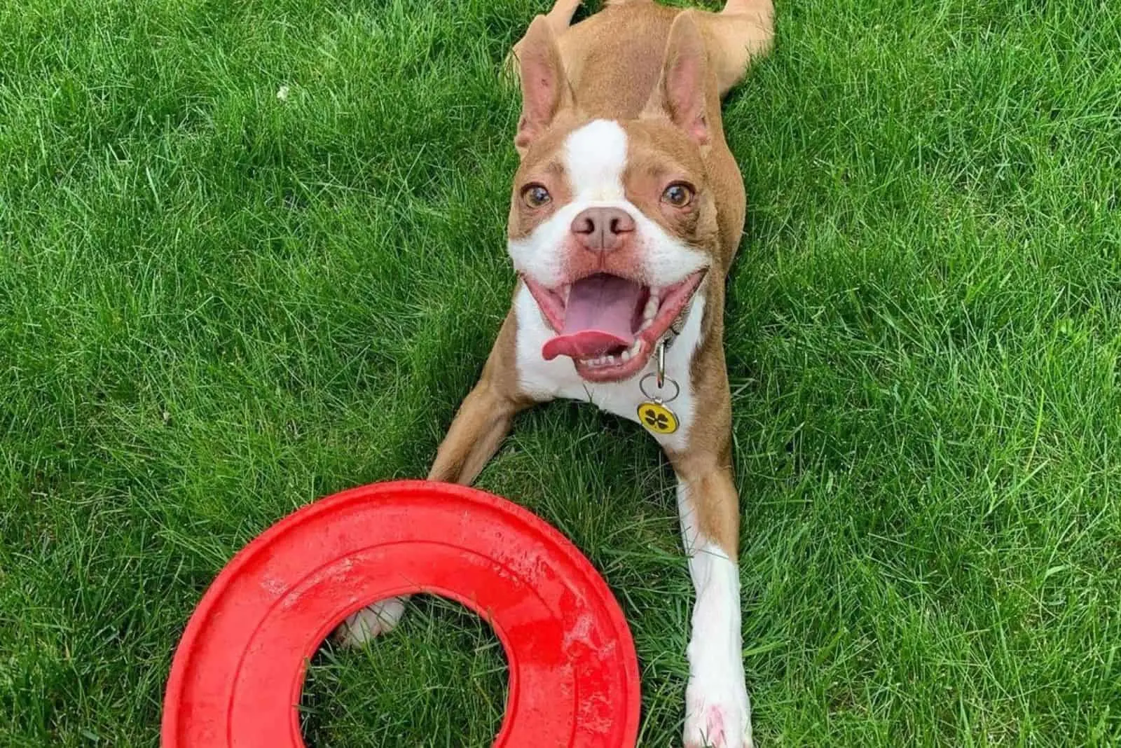 cute red boston terrier playing in garden
