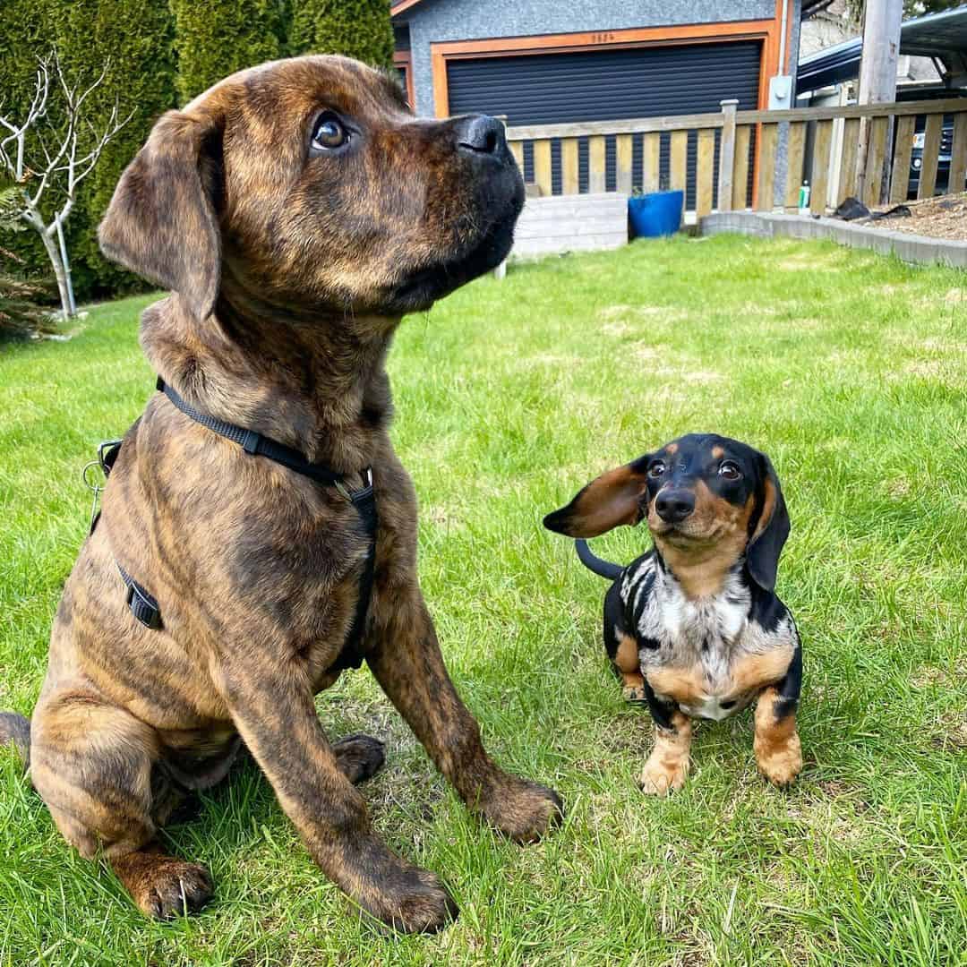 cute rotticorso dog and little dachshund