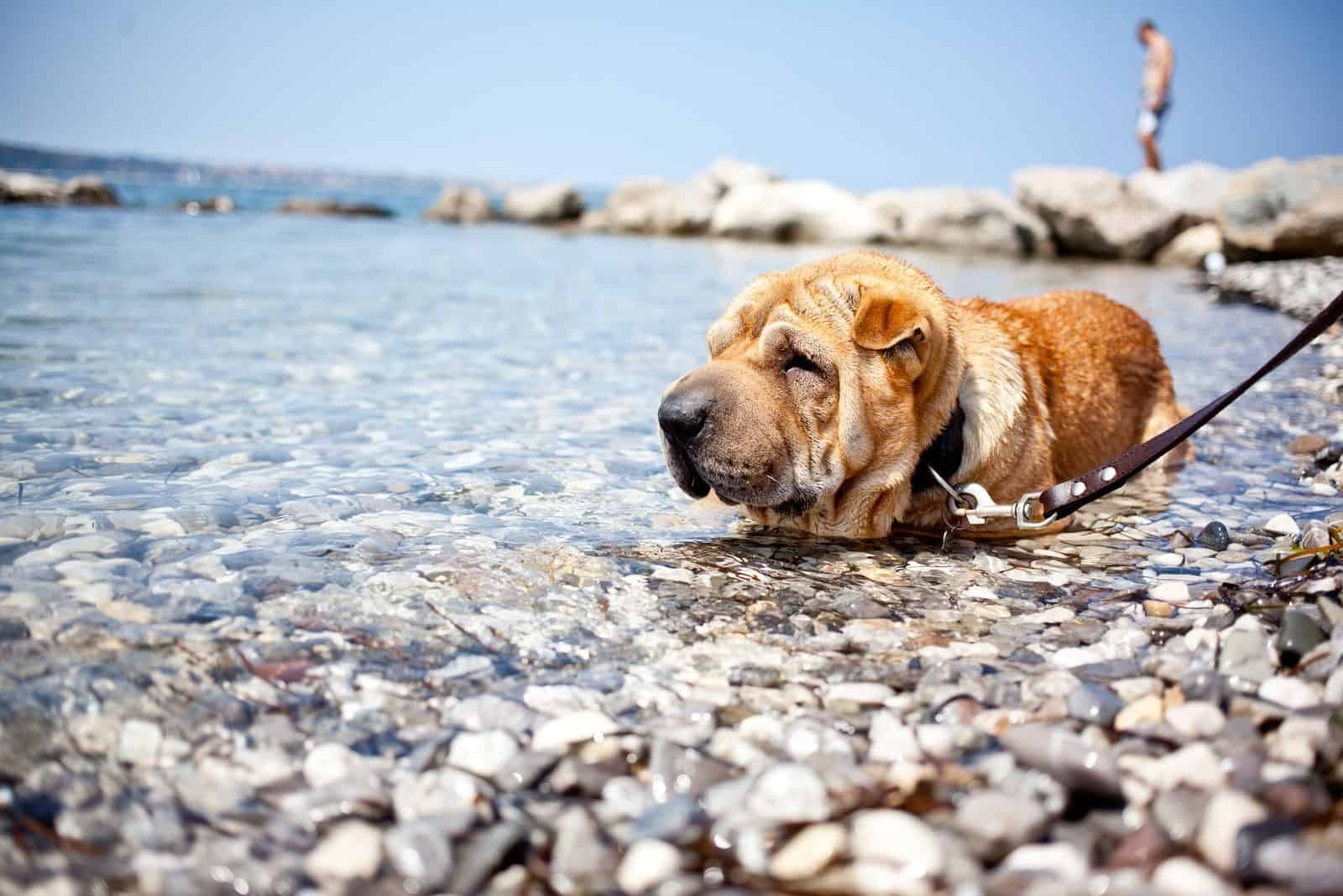 cute shar pei dog taking bath in the sea