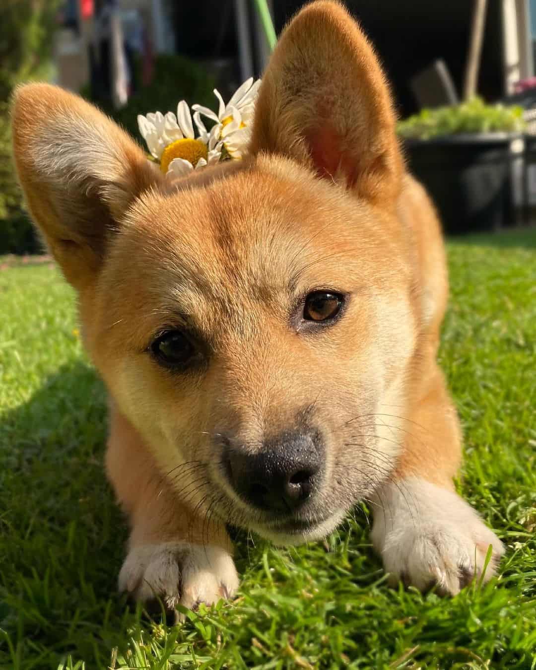 cute shiba corgi lying on grass