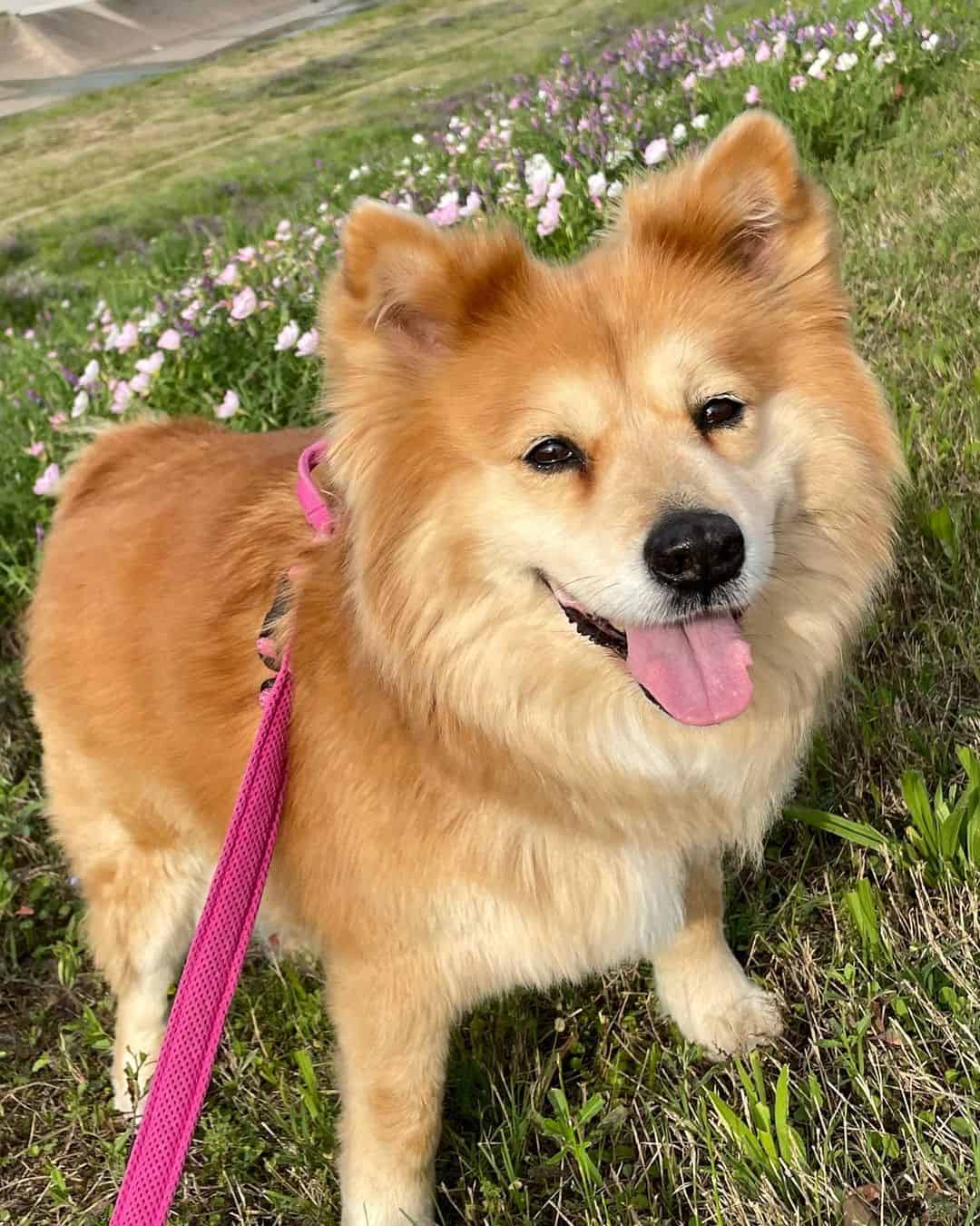 cute shiba corgi mix