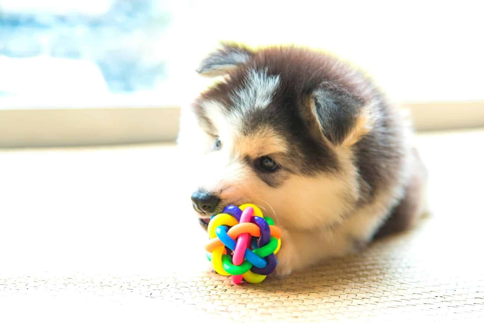 cute siberian husky puppy playing with a toy indoors 