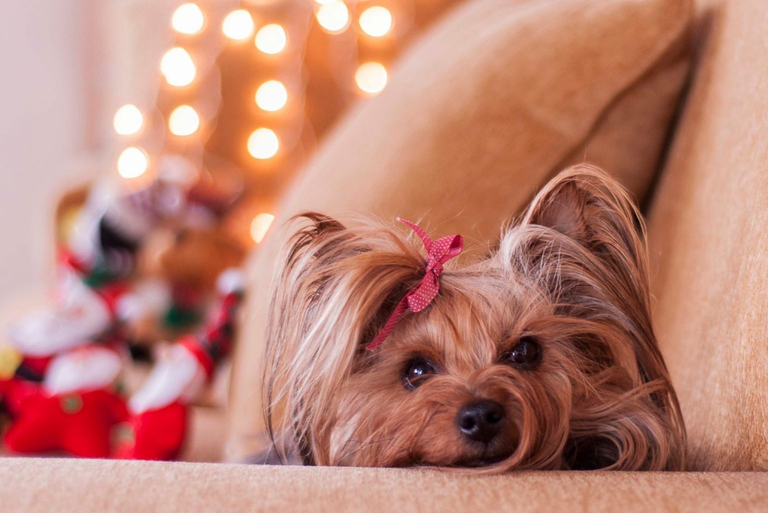 Are Yorkies Hypoallergenic? A Complete Guide For Allergy Sufferers!