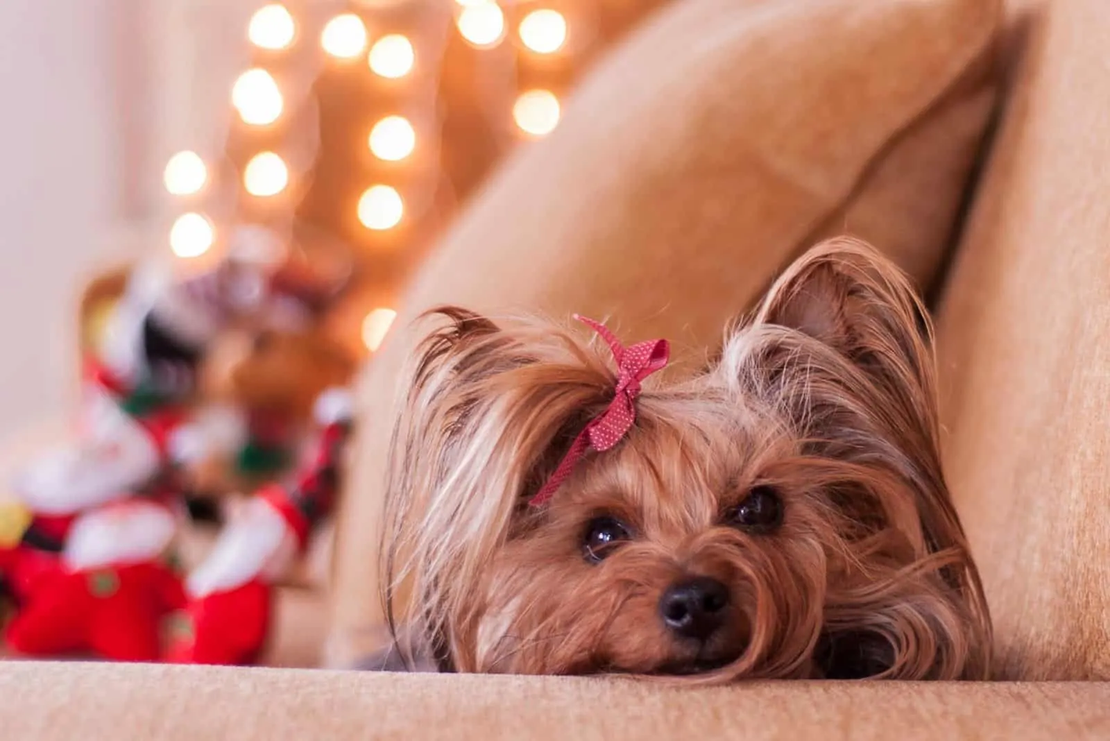 cute yorkie leaning on the sofa with pink ribbon
