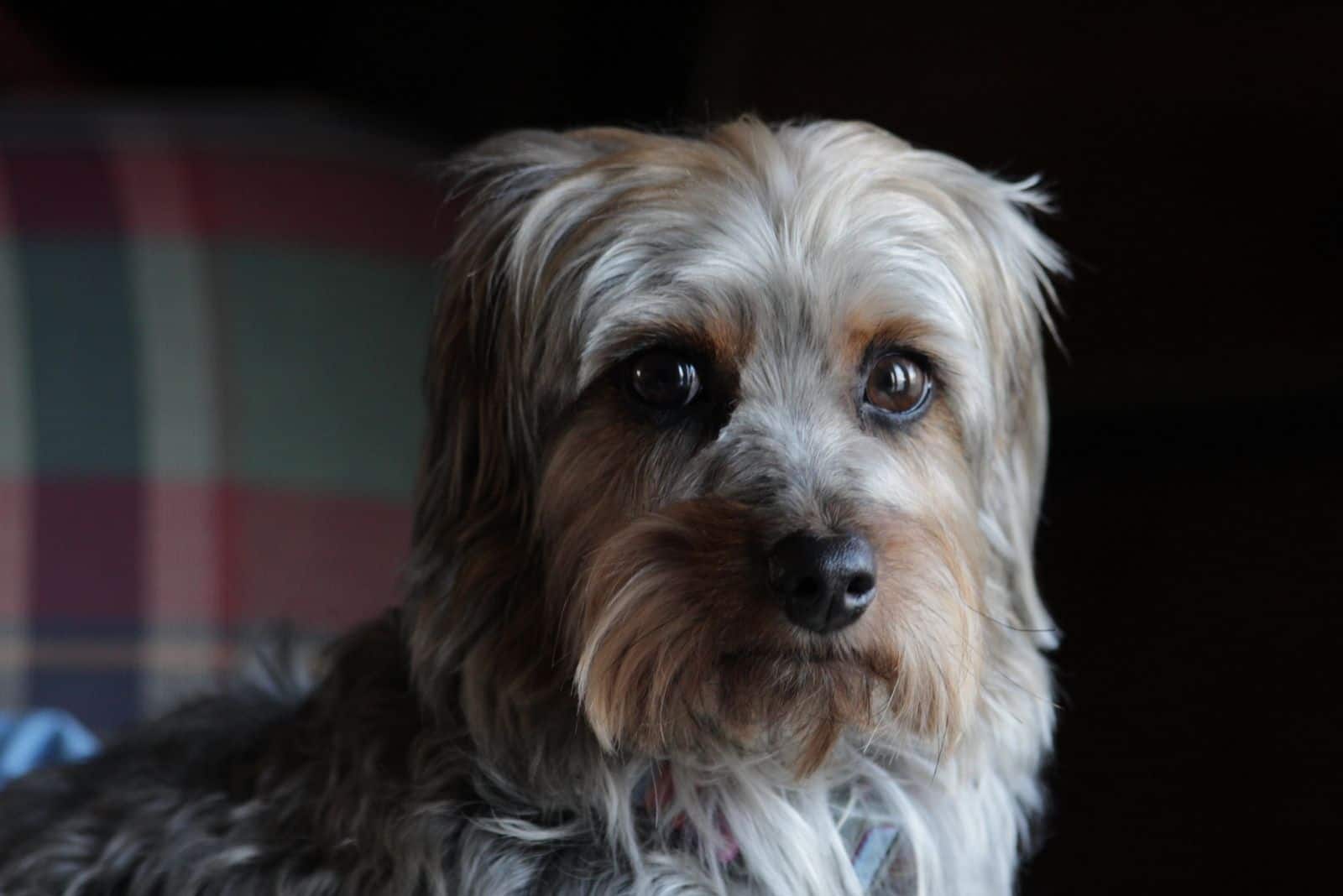 cute yorkiepoo looking at the camera