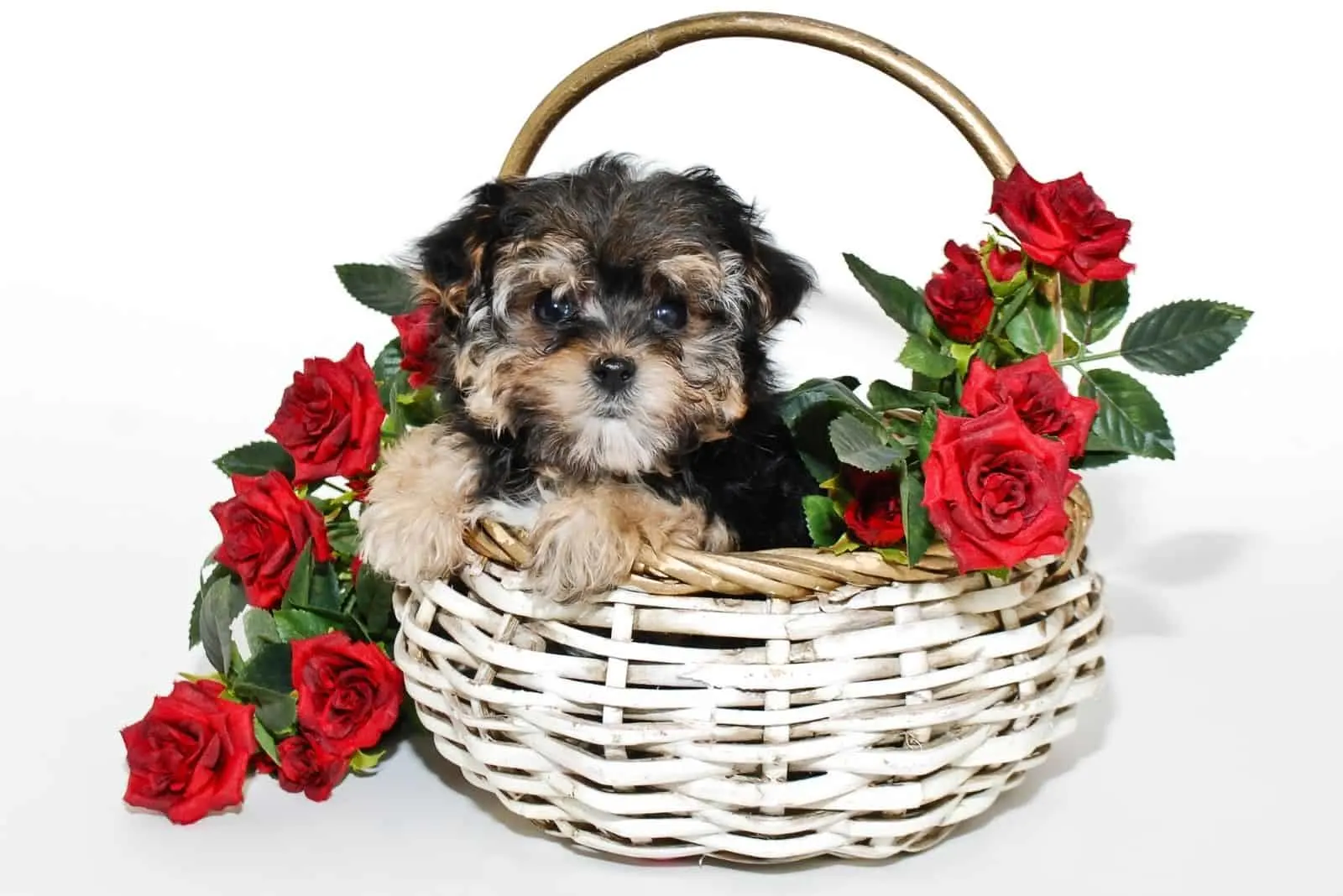 cute yorkiepoo pup inside a basket