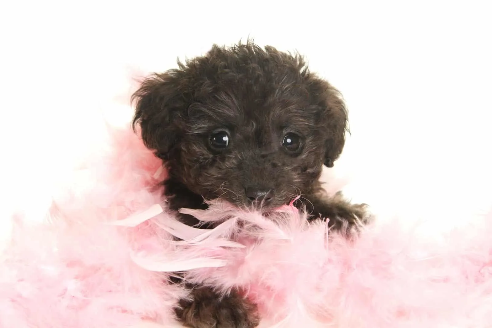 cute yorkiepoo puppy with pink feather boa