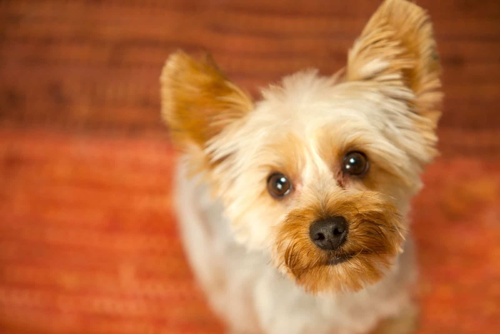 cute yorkshire terrier looking up at the camera