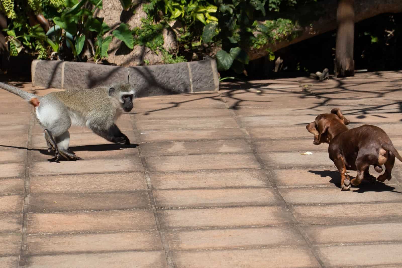 dachshund dog barking at the vervet monkey at the garden 