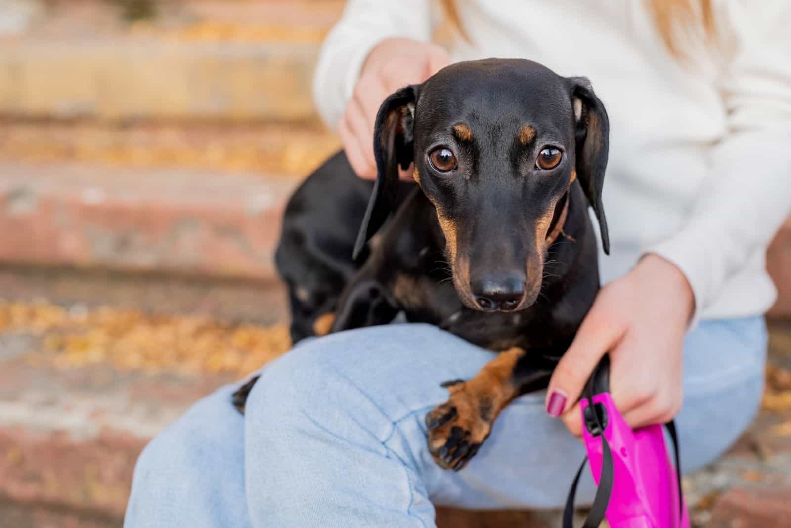 dachshund dog laying down on the owners lap outdoors