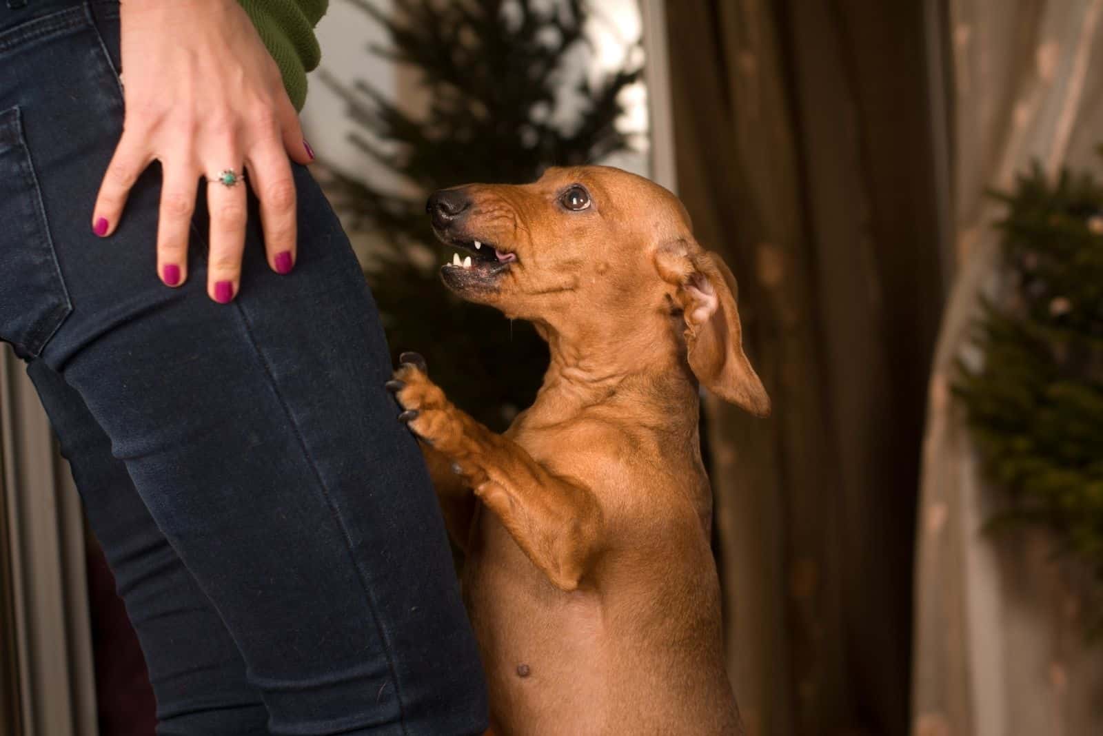 dachshund dog stands leaning on the persons legs while barking
