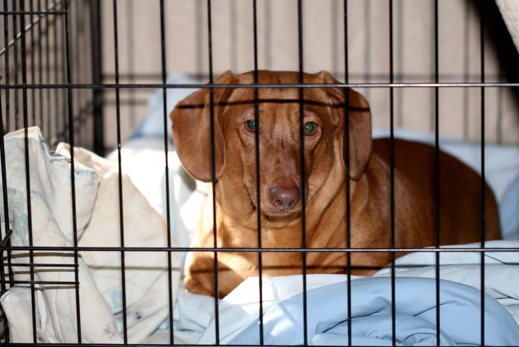 Dachshunds Barking What To Do About It (Causes And