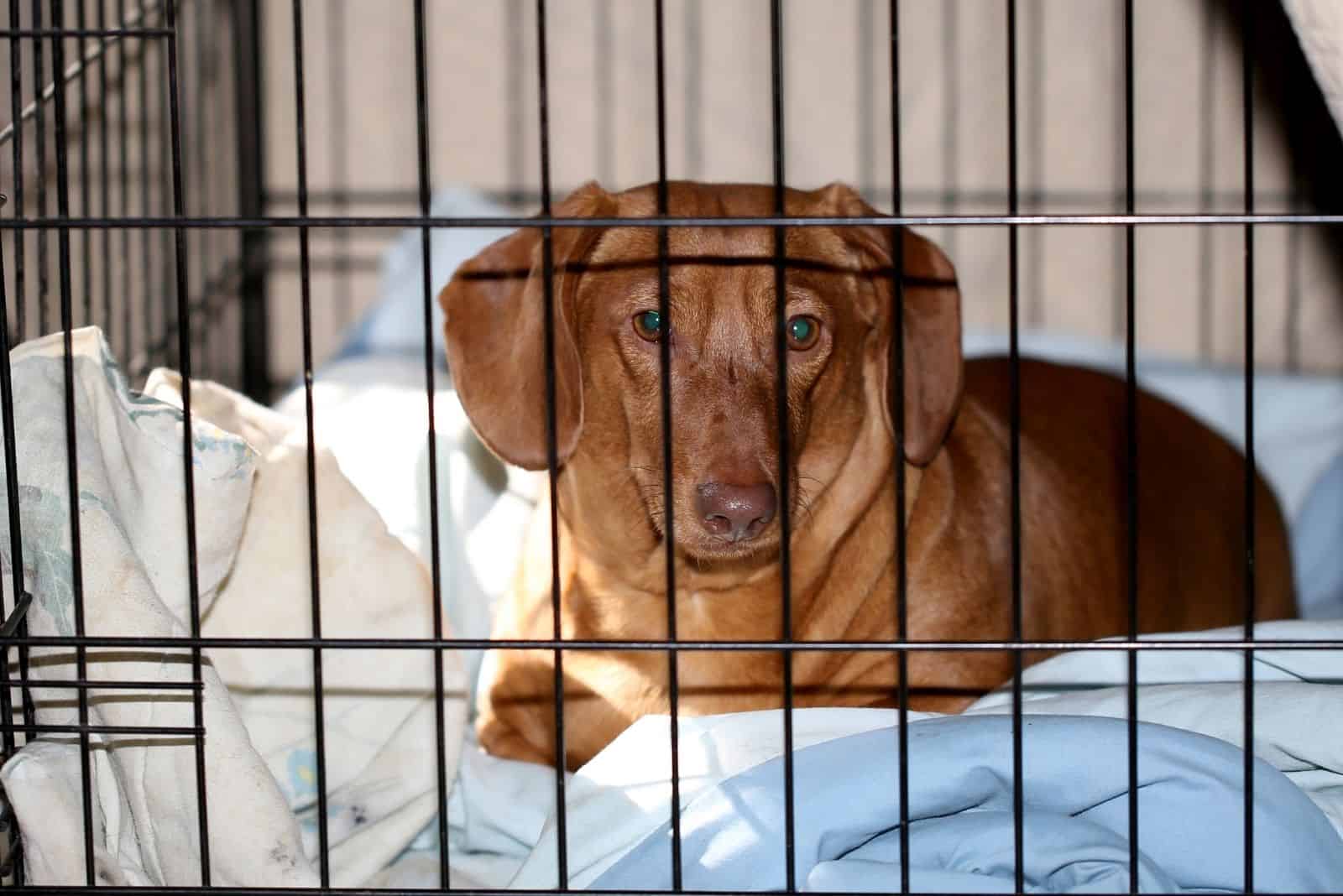 dachshund inside kennel lying down with white blanket