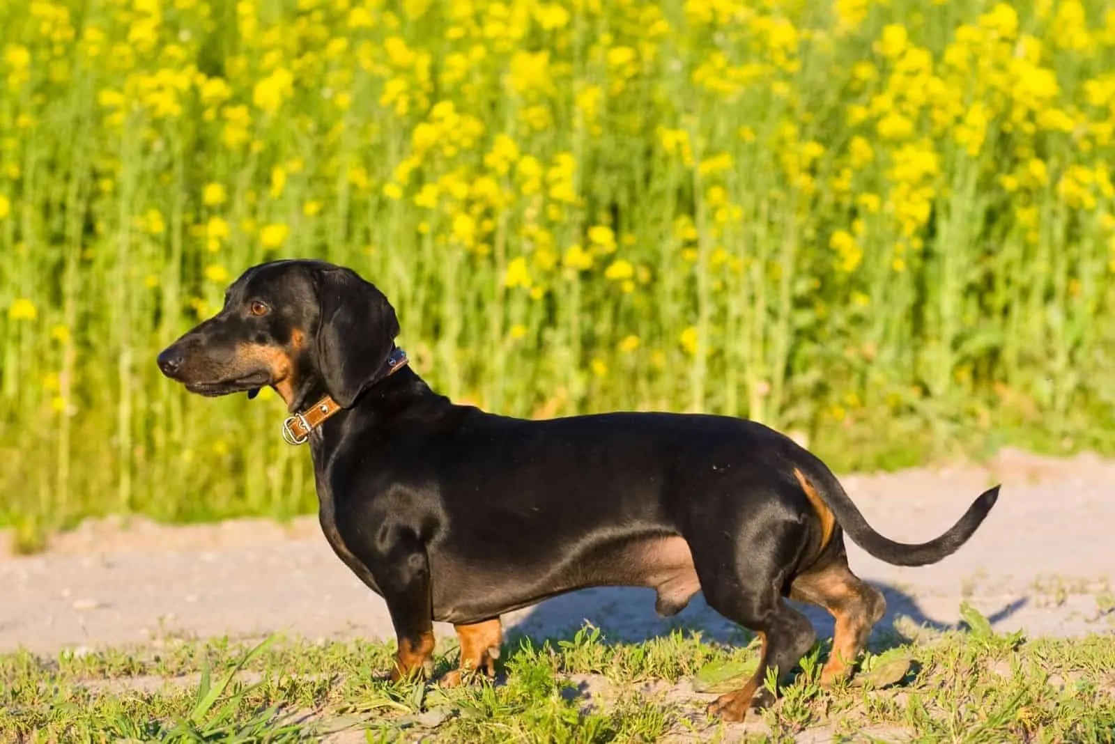 dachshund male dog standing in sideview on the garden