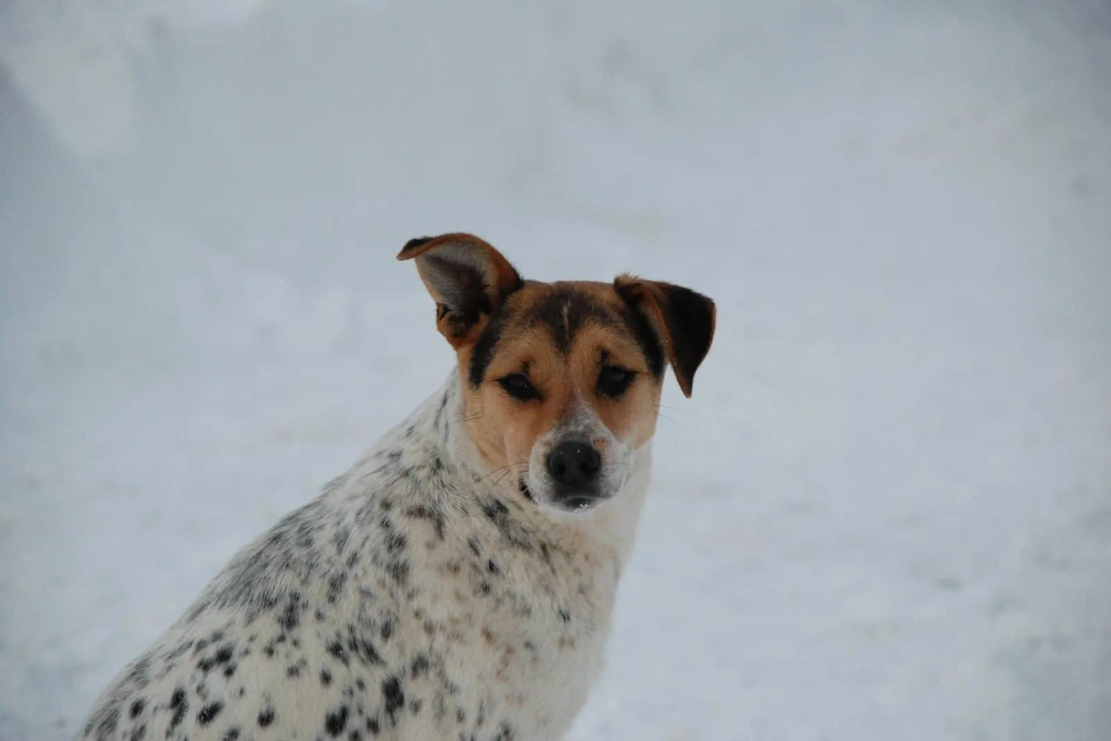 dalmatian mix dog with one ear raised standing in the snow