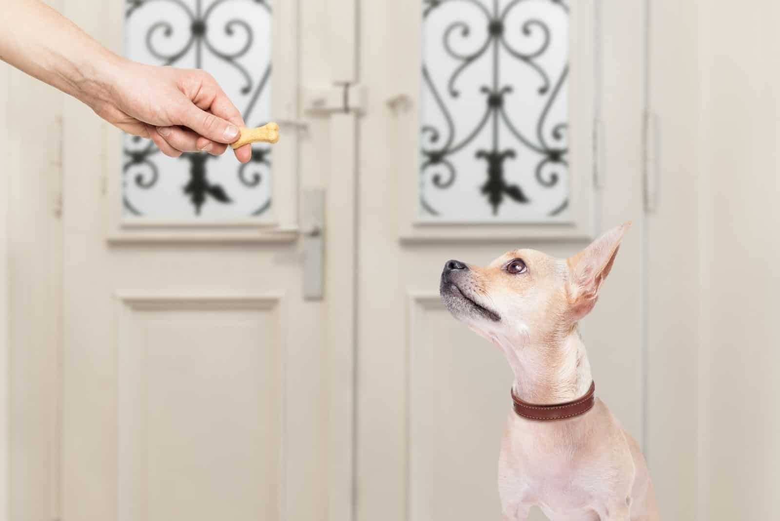dog and owner with a treat inside the house
