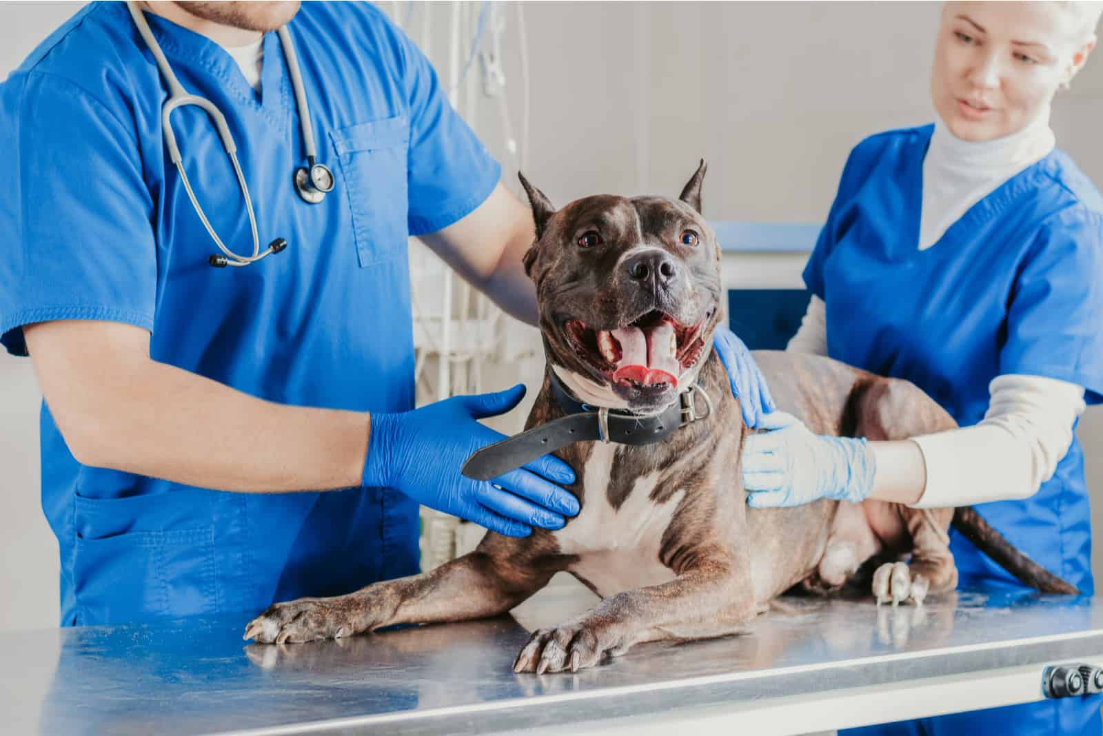 dog being examined at the clinic
