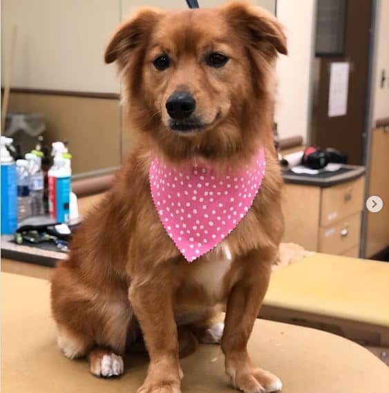 dog being groomed inside a pet salon