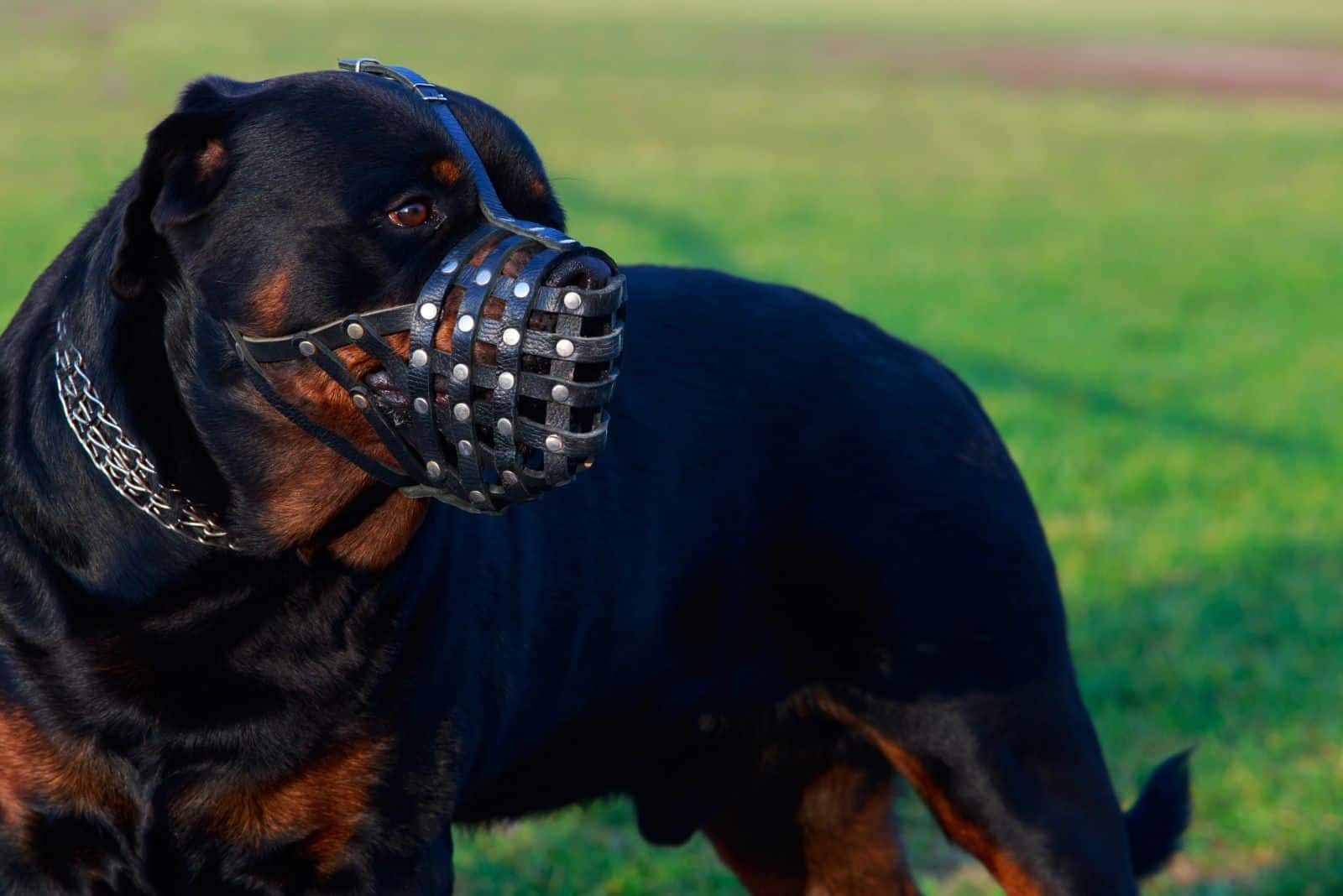 dog breed rottweiler with a muzzle standing outdoors