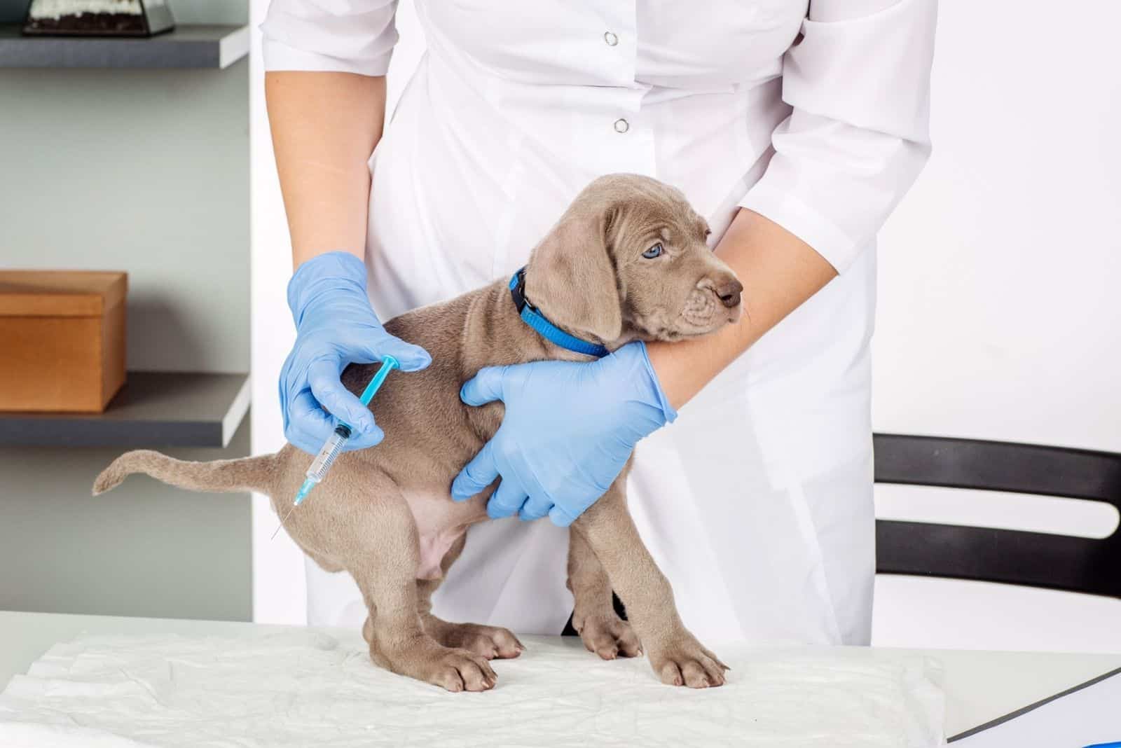 dog held by the veterinarian calming her to give injection