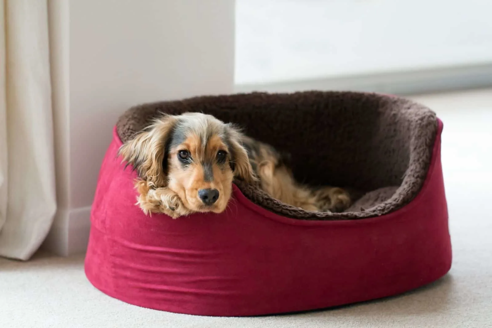 dog lying in dog bed while looking at camera