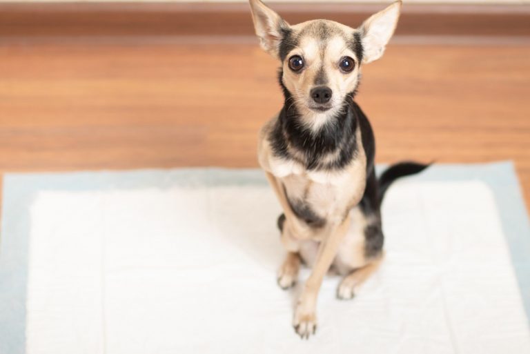 Chihuahua Potty Training Housebreaking Chis In A Few
