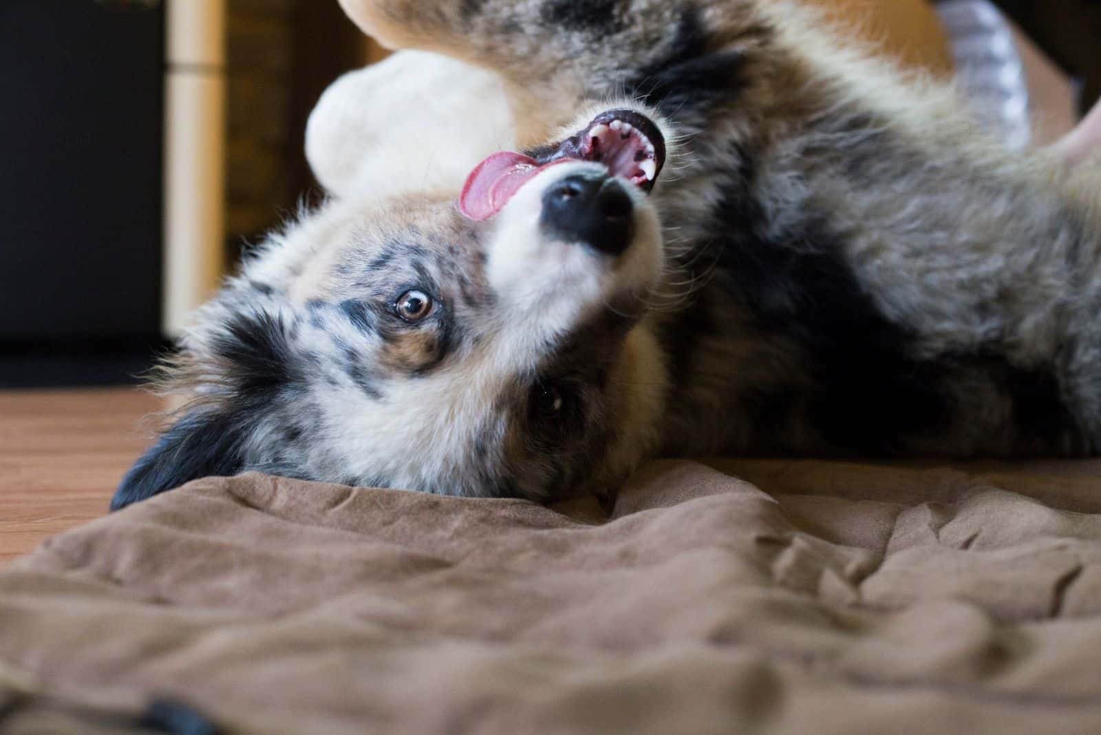 dog photographed in the room lying on his back 