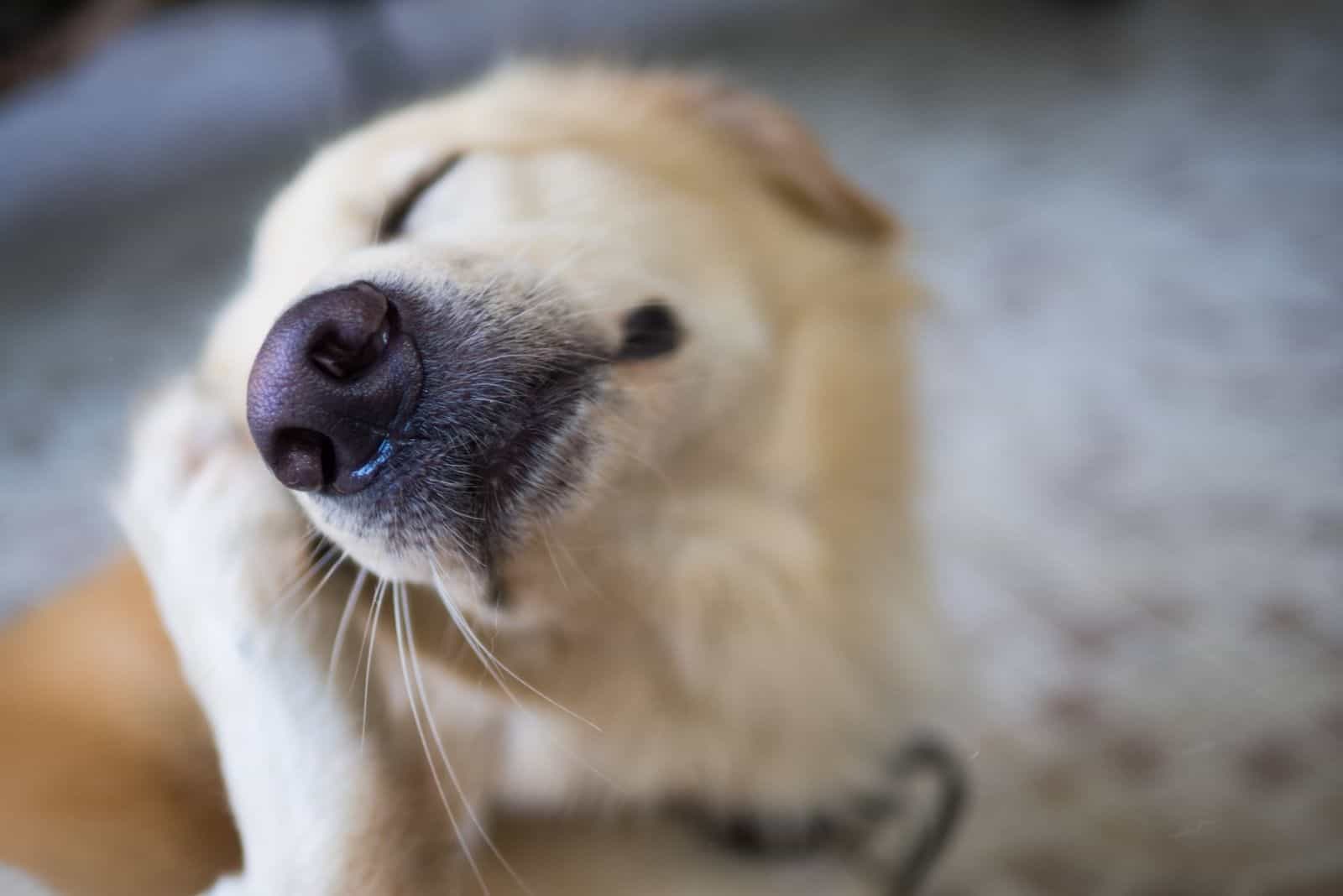 dog scratching head with nose focused on image