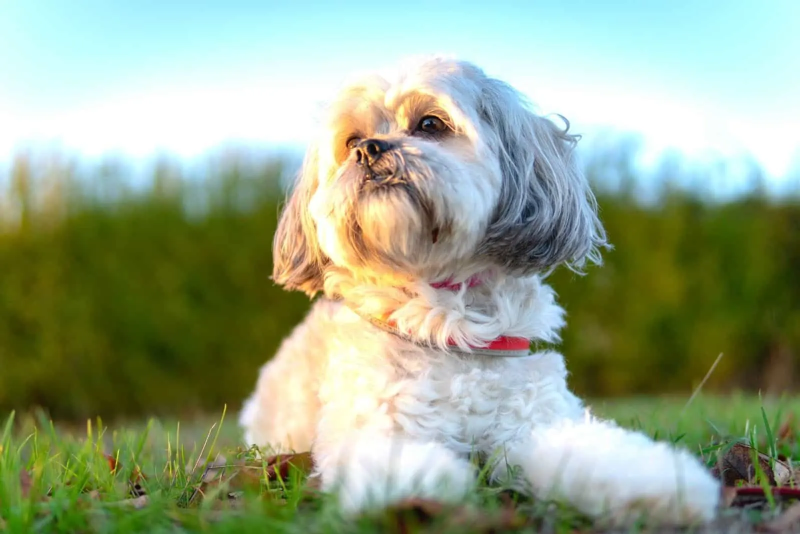 dog shih tzu sitting in the ground outdoors looking away