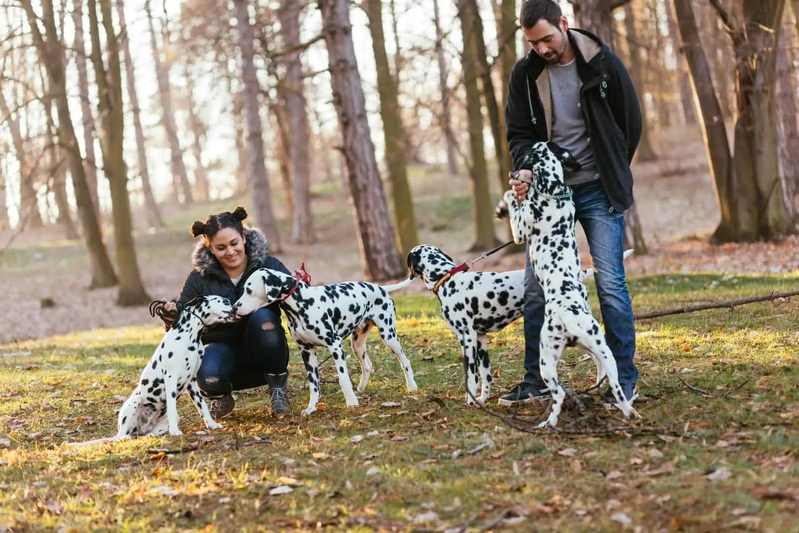 dog walkers or breeders with four dalmatians in the woods