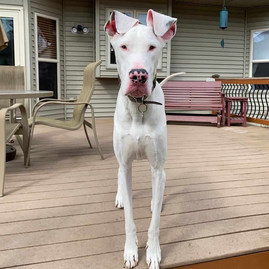 double merle great dane