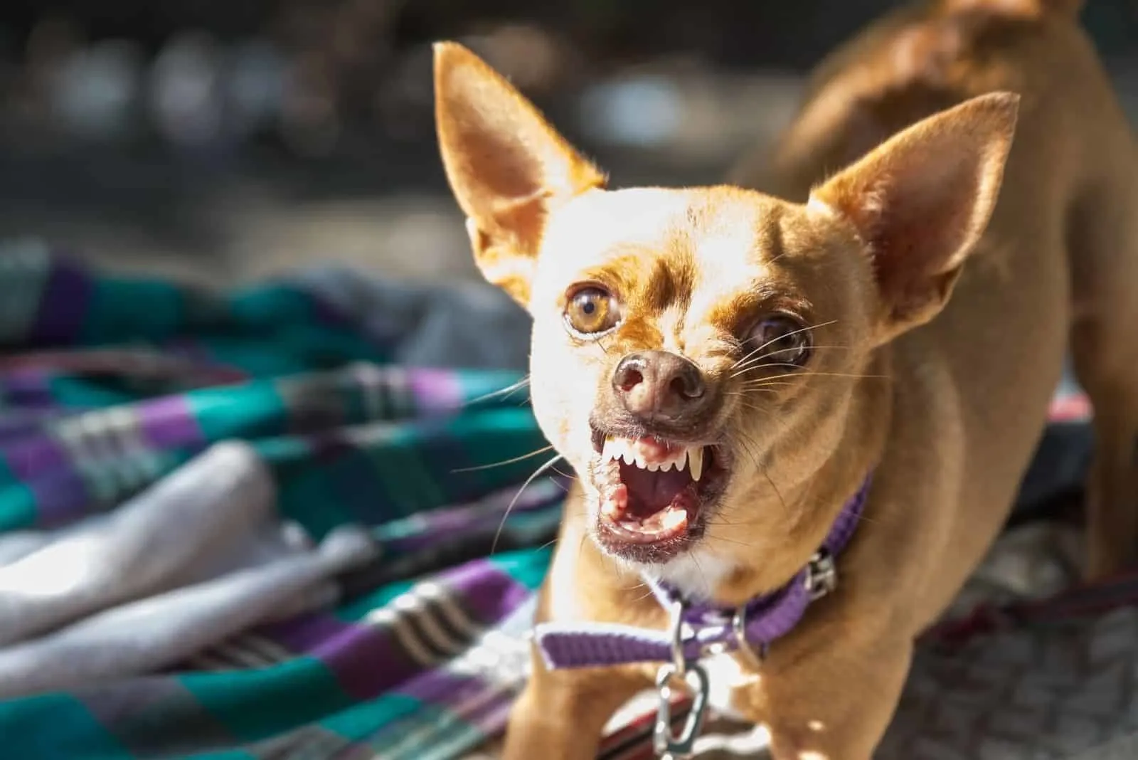 dramatic image of a chihuahua dog angry and ready to defend its territory