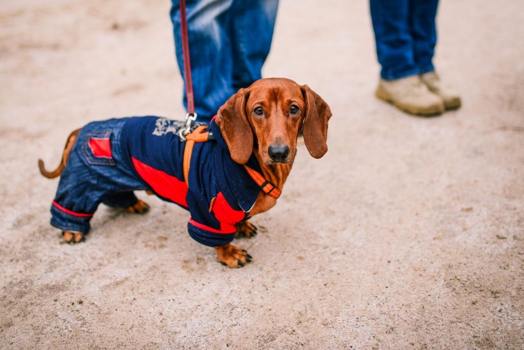 Dachshunds Barking What To Do About It (Causes And Prevention Tips)