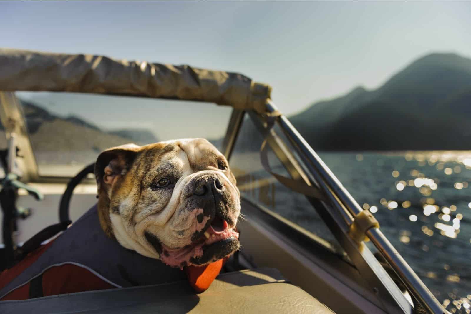 english bulldog enjoying a trip in a boat ride