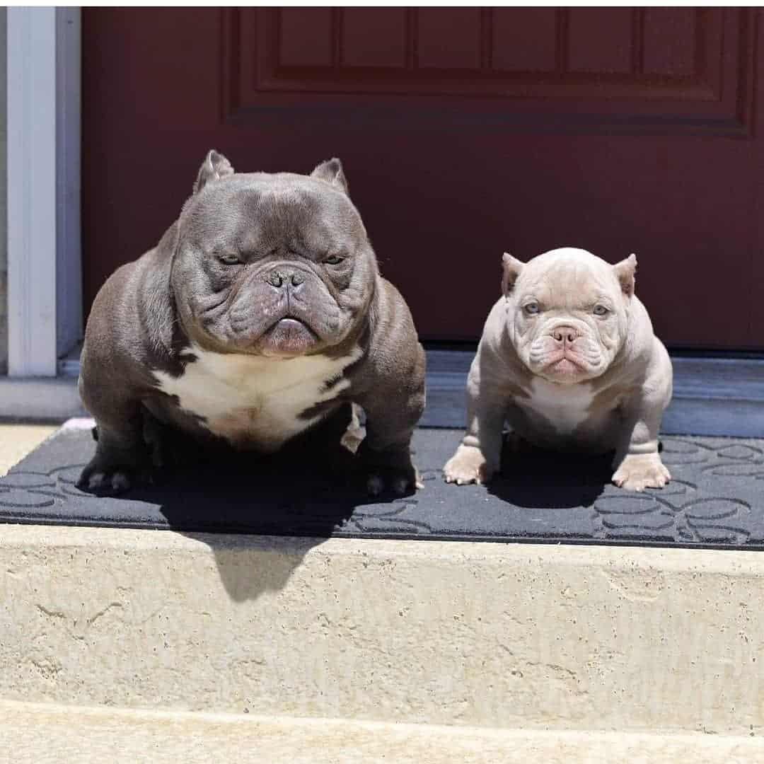 Exotic Bully And Clean Exotic Bully What Are They Exactly?