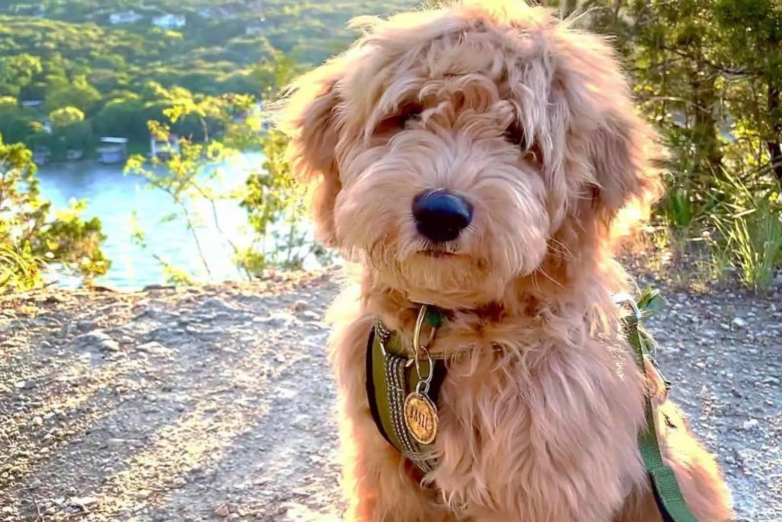 f1 goldendoodle in nature resting