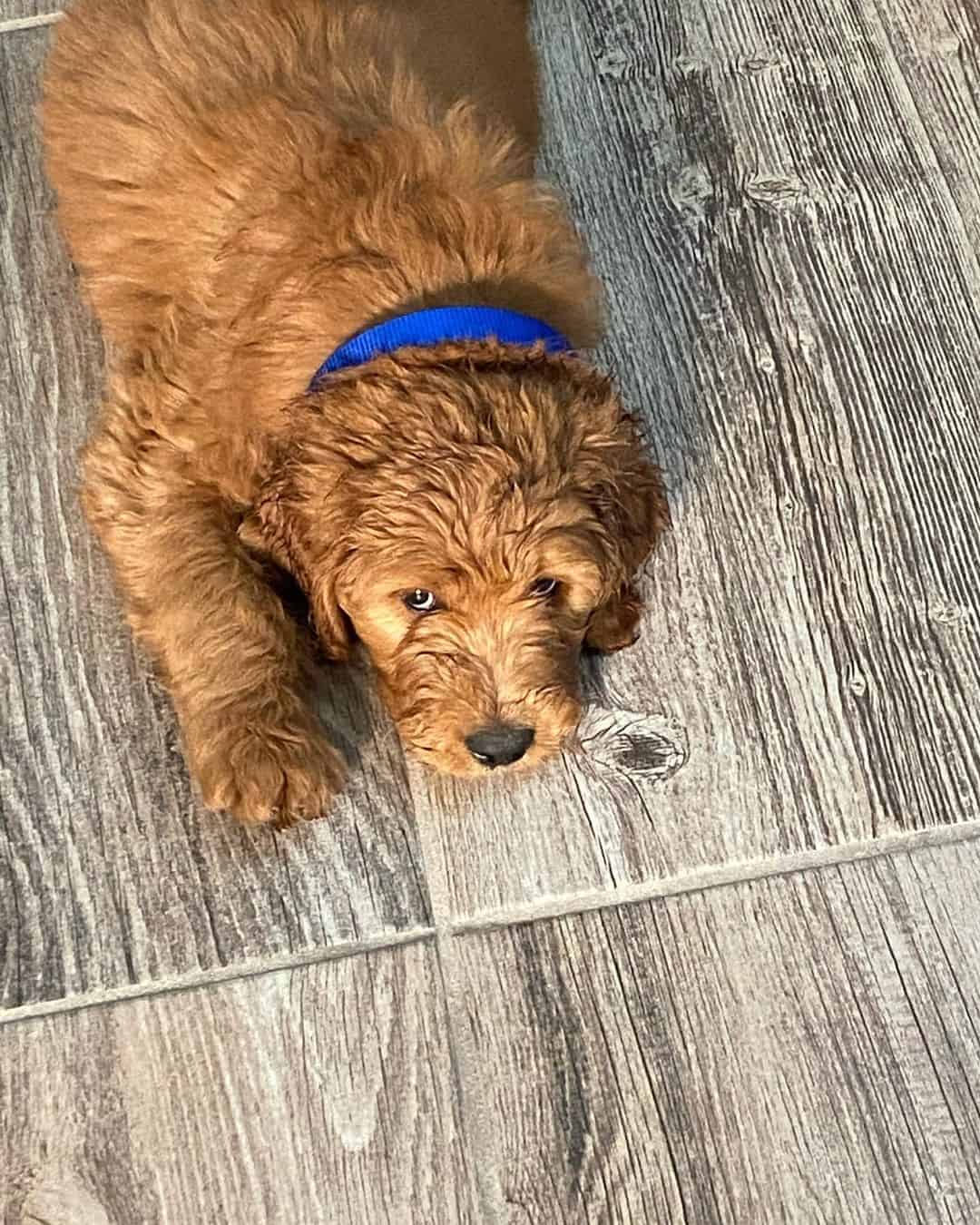 f1 goldendoodle waiting for food