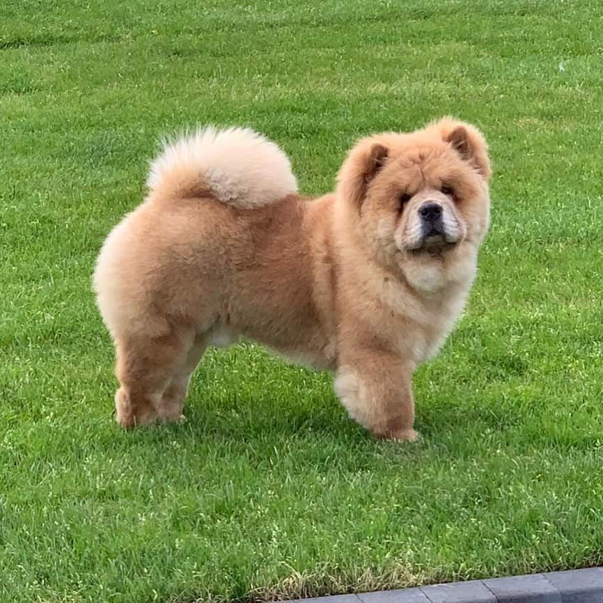 fawn chow chow